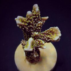 Montipora malampaya (frag) | FRAG