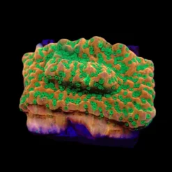 Montipora spp. (Phoenix Evolution) (frag) | FRAG