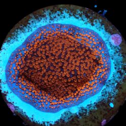 Montipora spp. (Superman) (frag) | FRAG