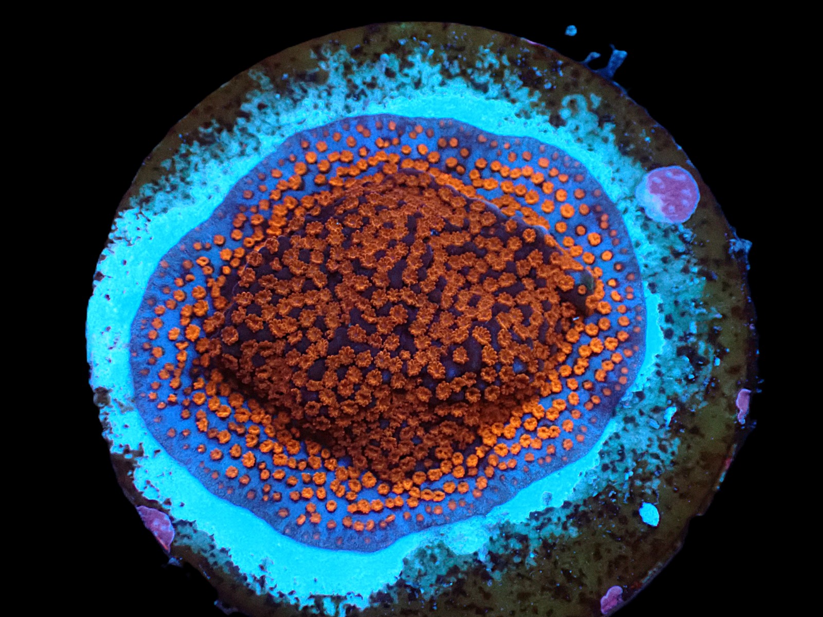 Montipora spp. (Superman) (frag) | FRAG