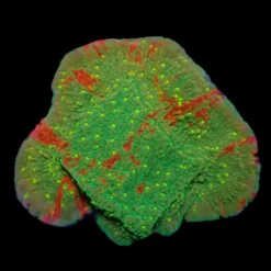 Montipora spp. (WWC Sunfire Grafted) (frag) | FRAG