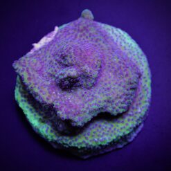 Montipora spp. (Blueberry Pie) (frag) | FRAG