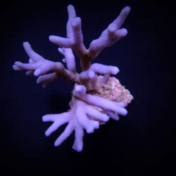 Montipora spp. (Branched) (Blue-Purple)