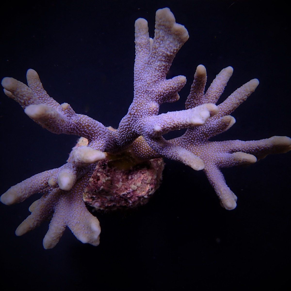 Montipora spp. (Branched) (Blue polyp)