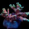 Montipora spp. (Branched) (Forest Fire) | M