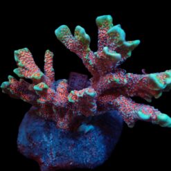 Montipora spp. (Branched) (Forest Fire) | M