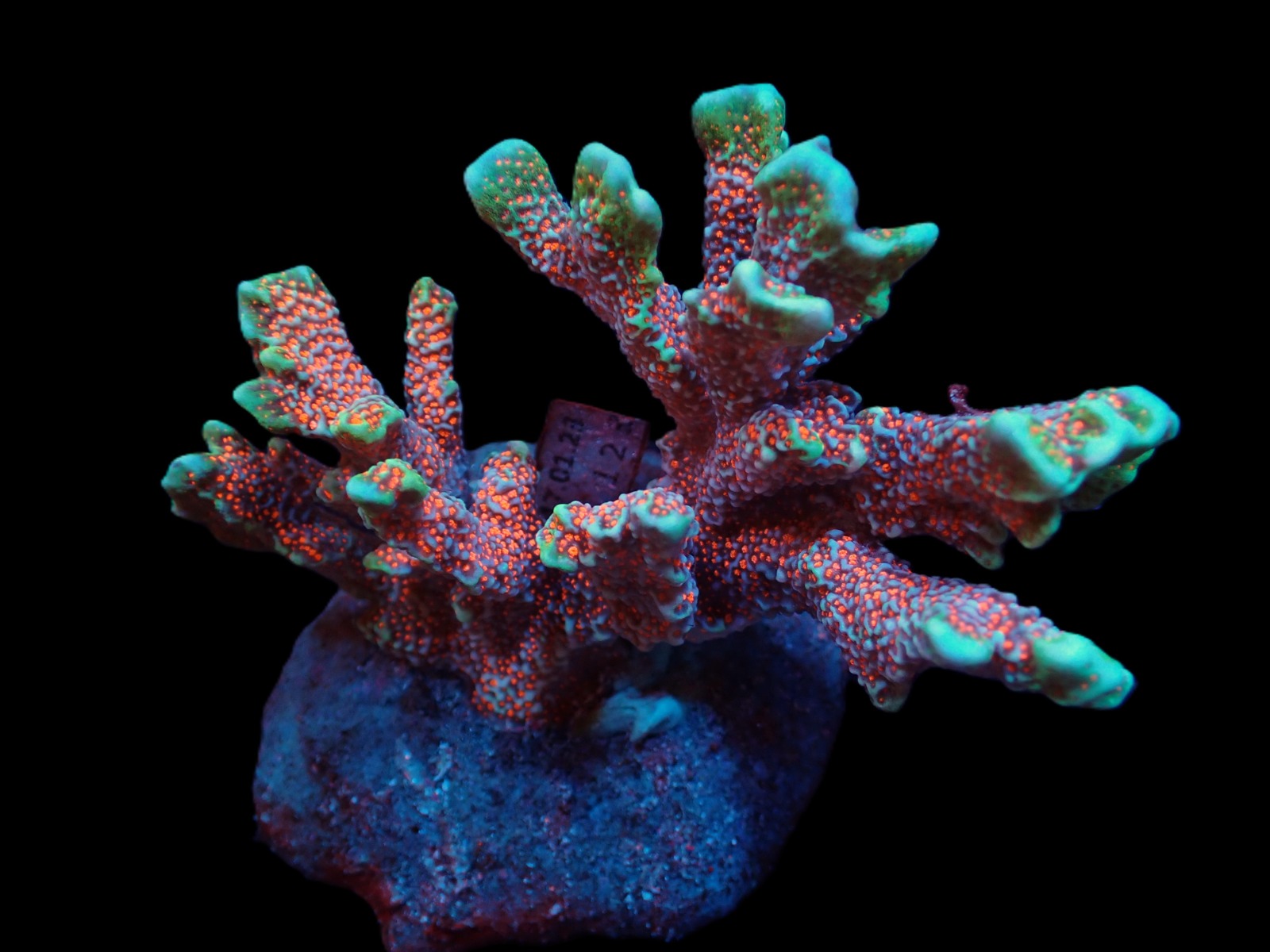 Montipora spp. (Branched) (Forest Fire) | M