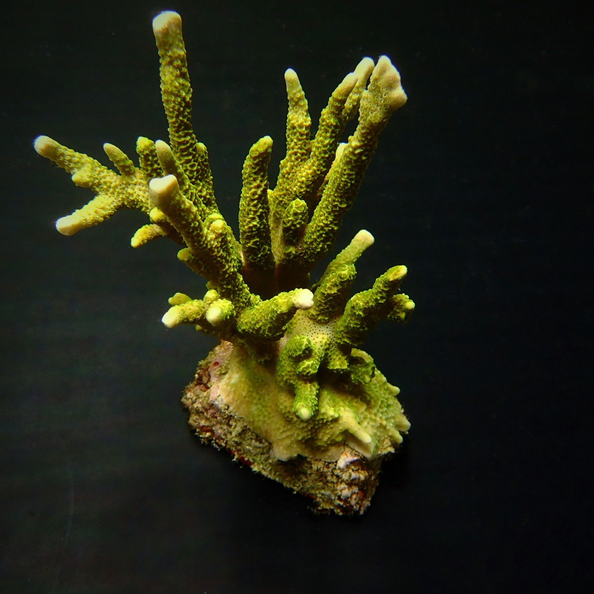 Montipora spp. (Branched) (Green)