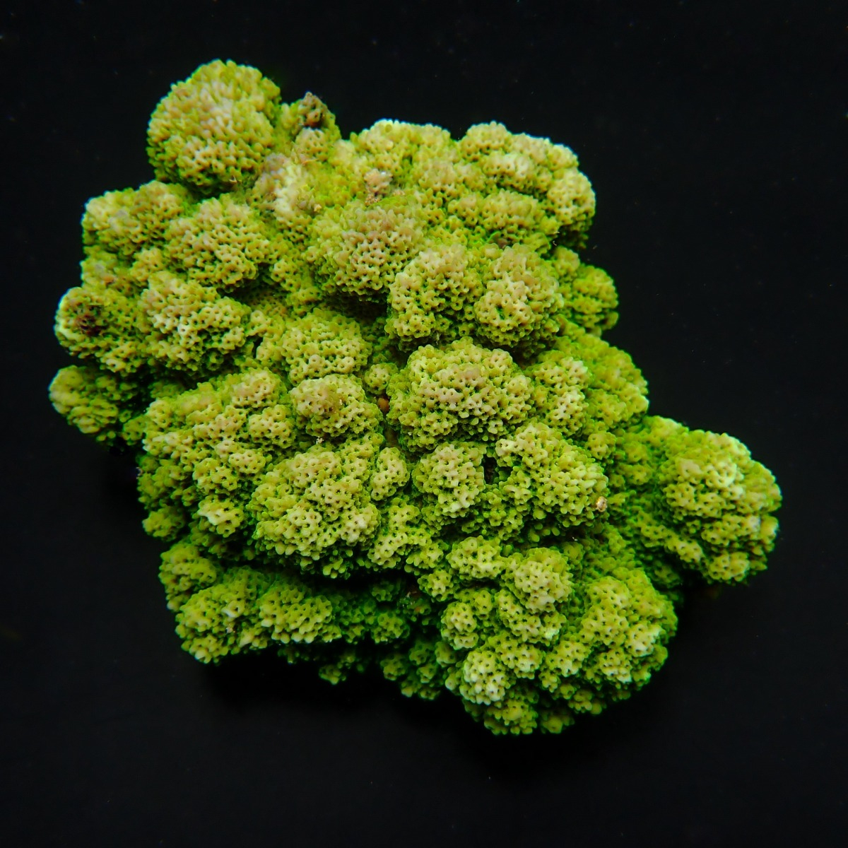 Montipora spp. (Encrusting) (Green) | L