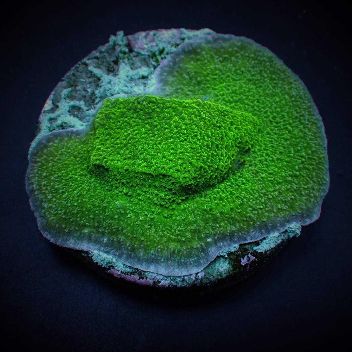 Montipora spp. (Encrusting) (Green) (frag) | FRAG