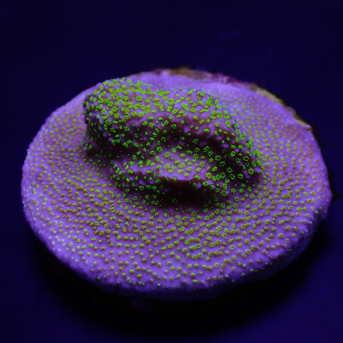Montipora spp. (Encrusting) (Green polyp) (frag) | FRAG
