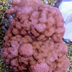Montipora spp. (Encrusting) (Orange-Red) | T