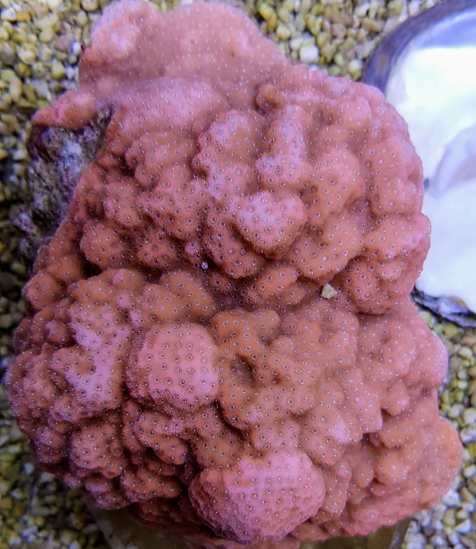 Montipora spp. (Encrusting) (Orange-Red) | T