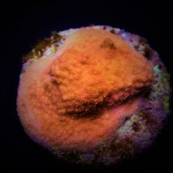 Montipora spp. (Encrusting) (Orange-Red) (frag) | FRAG