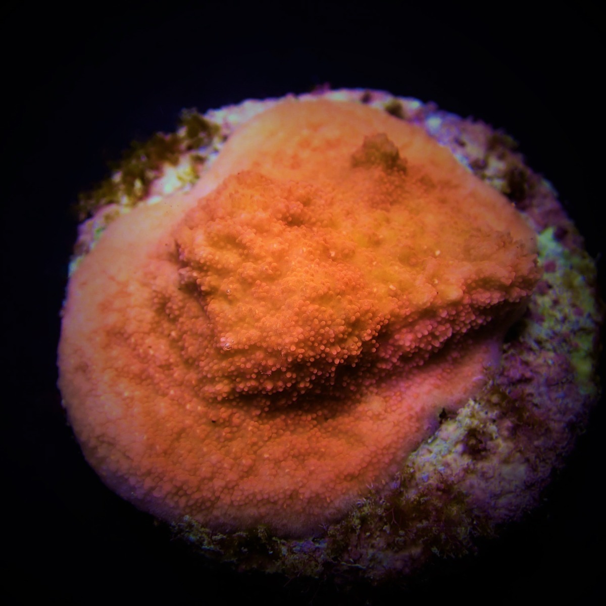Montipora spp. (Encrusting) (Orange-Red) (frag) | FRAG