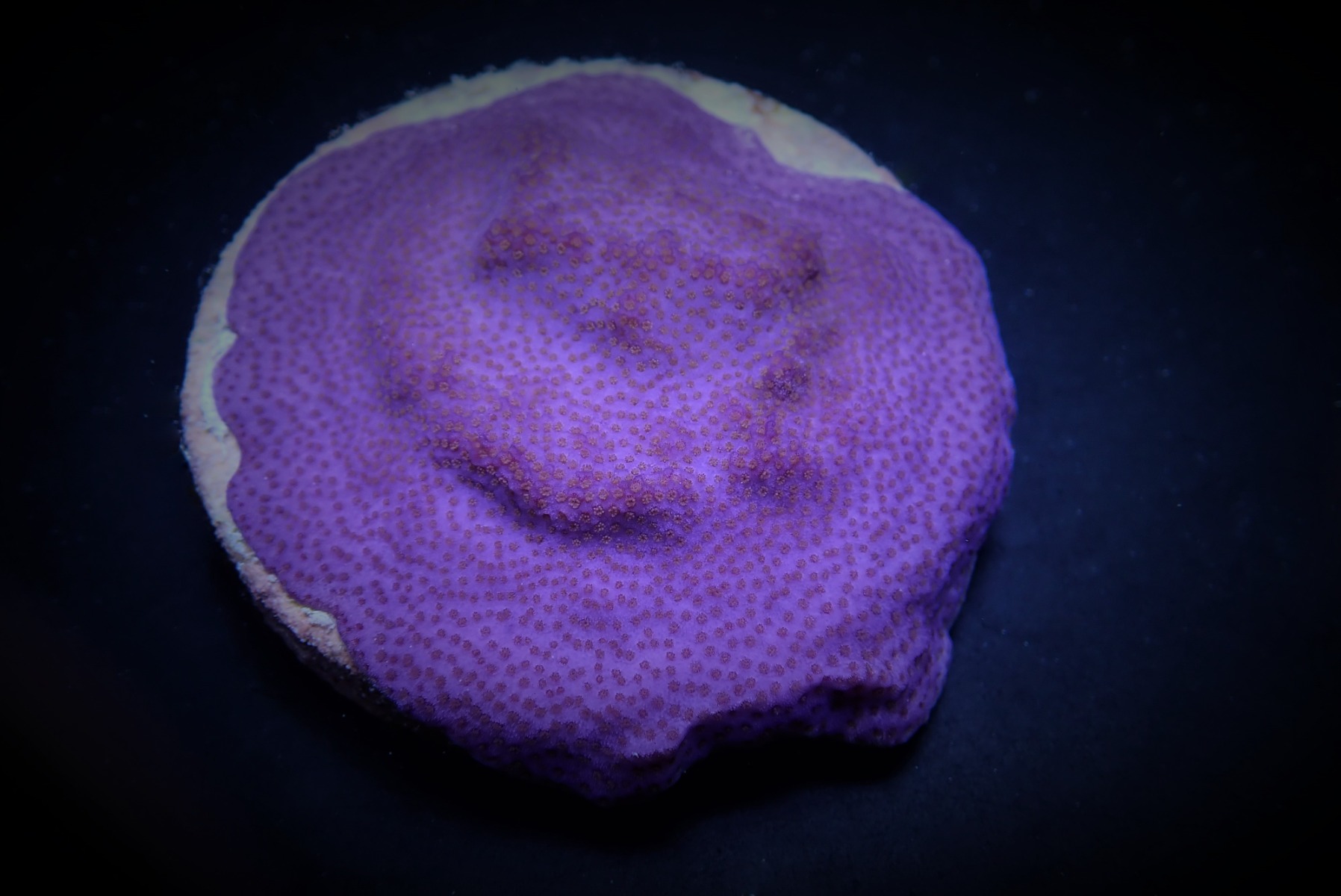 Montipora spp. (Encrusting) (Purple-Blue)