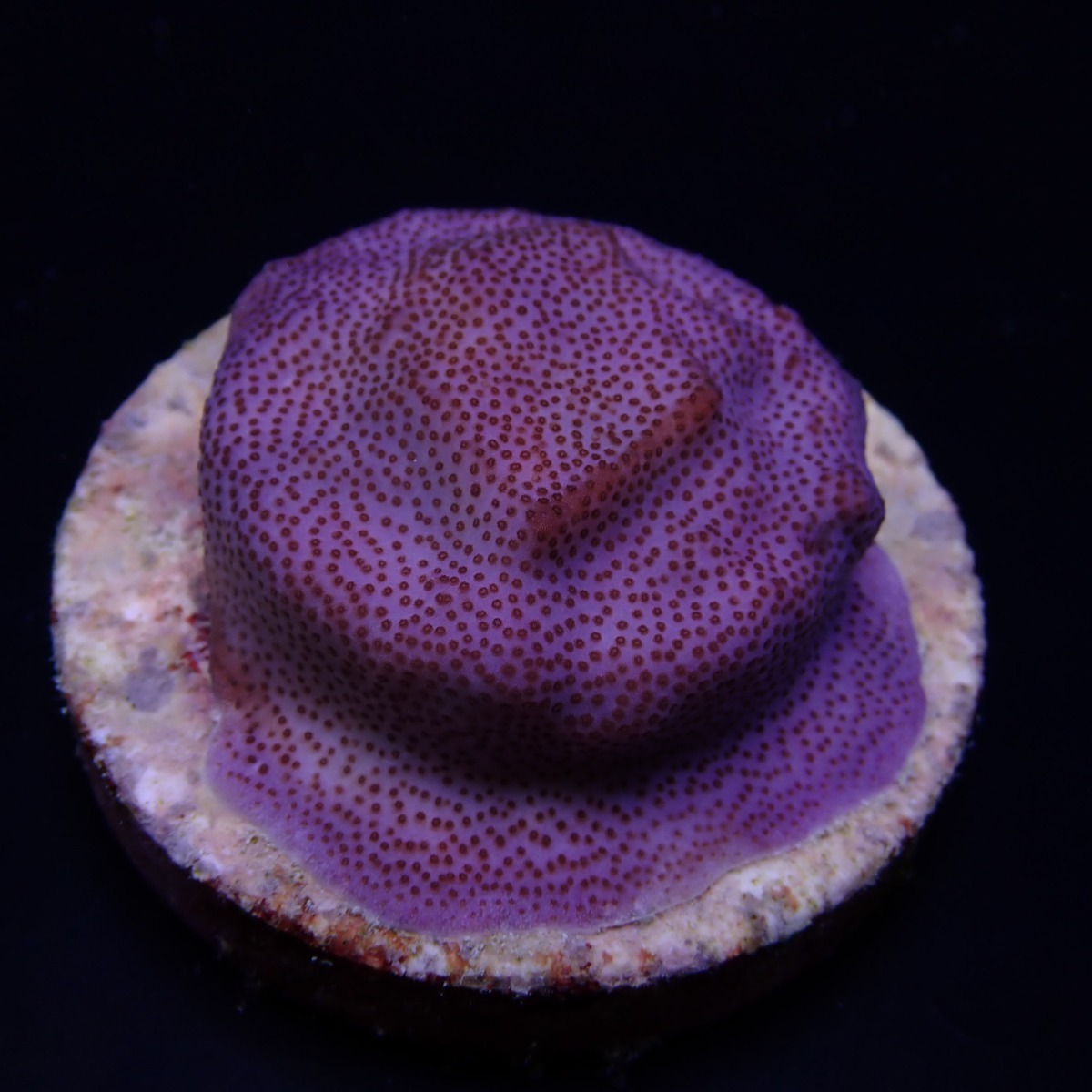 Montipora spp. (Encrusting) (Purple-Blue) (frag) | FRAG