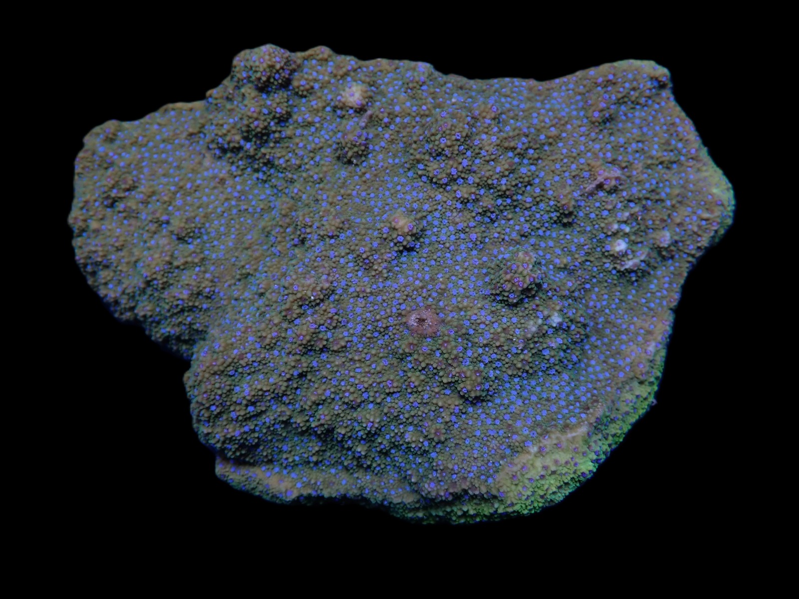 Montipora spp. (Encrusting) (Purple-Pink polyp) | T
