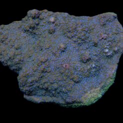 Montipora spp. (Encrusting) (Purple-Pink polyp)