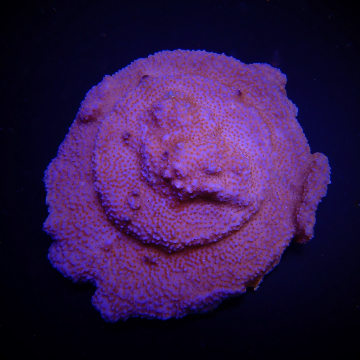 Montipora spp. (Encrusting) (Red polyp) | S