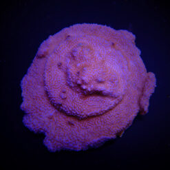 Montipora spp. (Encrusting) (Red polyp) | L