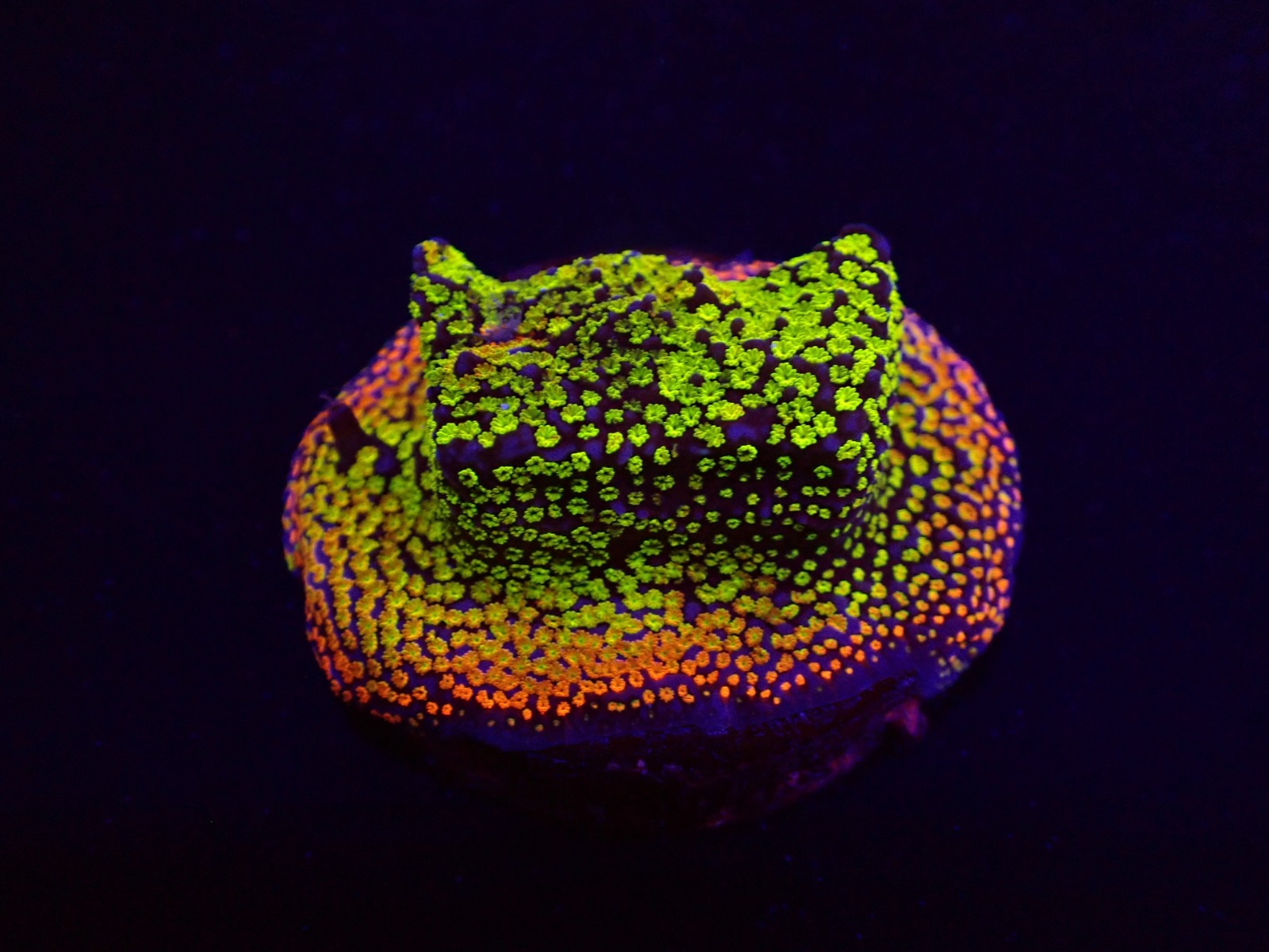 Montipora spp. (Fruity) (frag) | FRAG