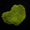 Montipora spp. (Laminar) (Green) | T
