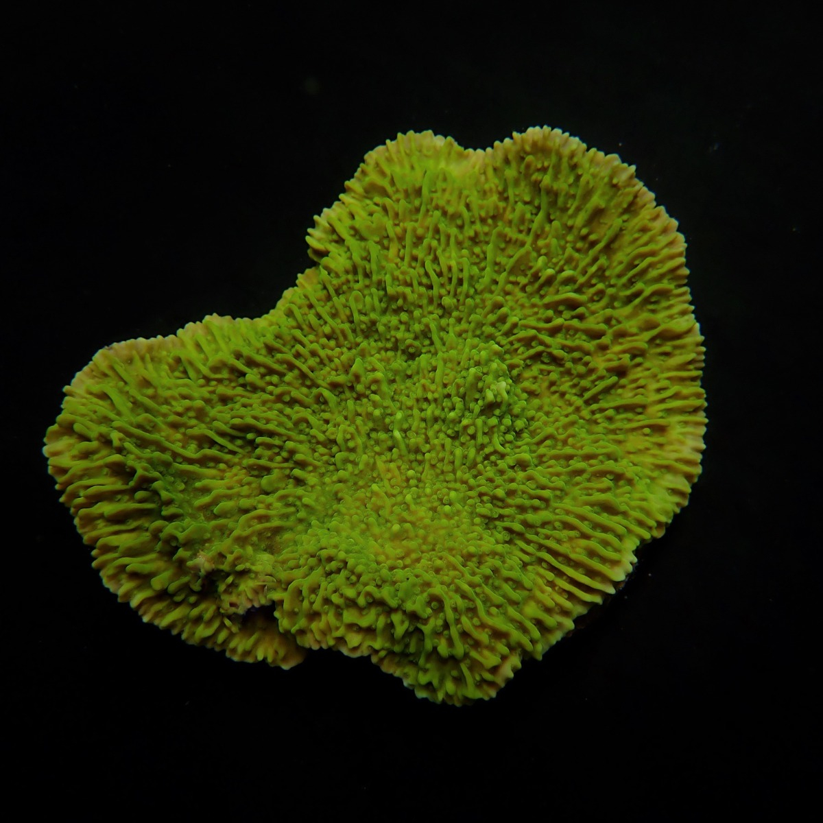 Montipora spp. (Laminar) (Green) | T
