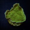 Montipora spp. (Laminar) (Green) (frag) | FRAG