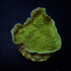 Montipora spp. (Laminar) (Green) (frag) | FRAG