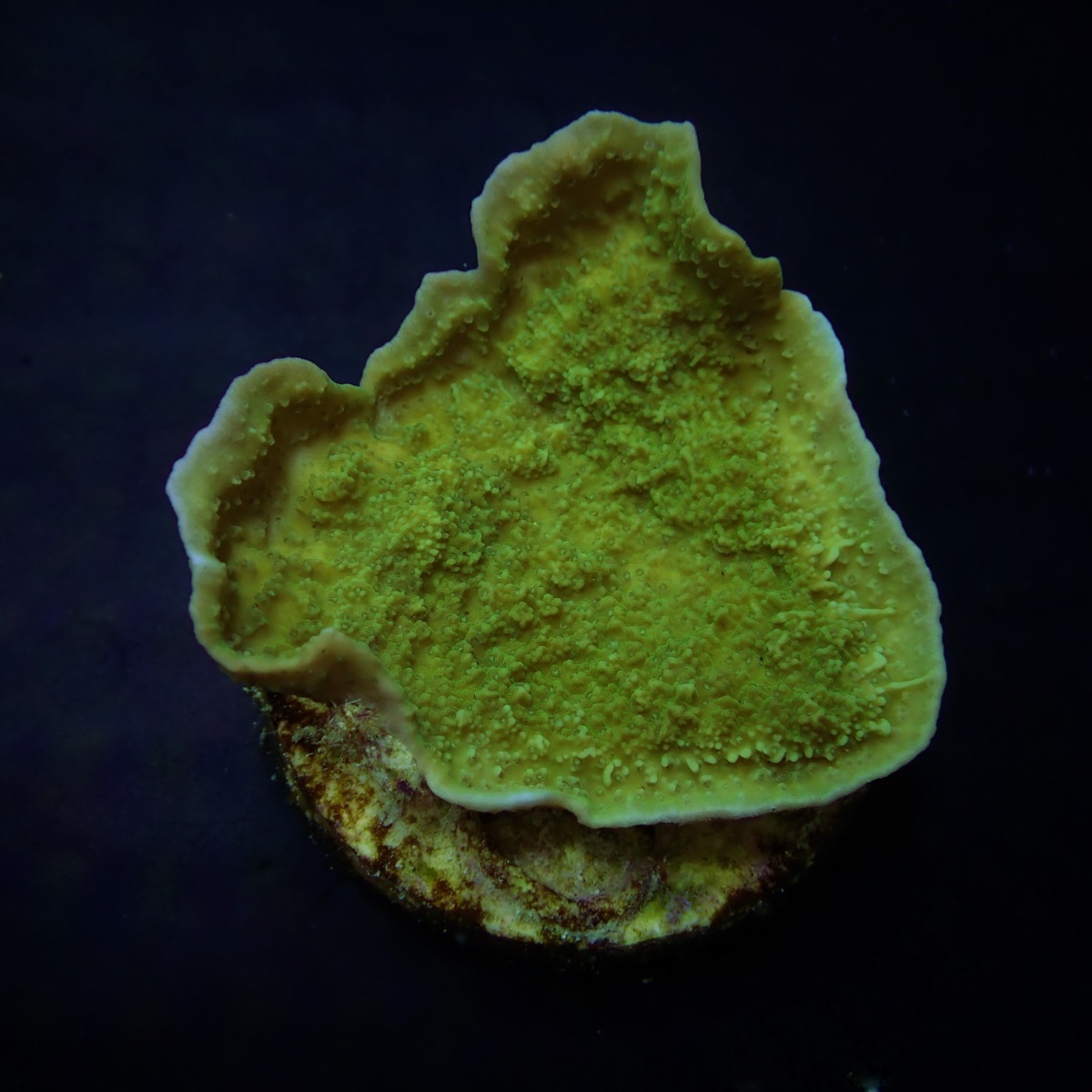Montipora spp. (Laminar) (Green) (frag) | FRAG