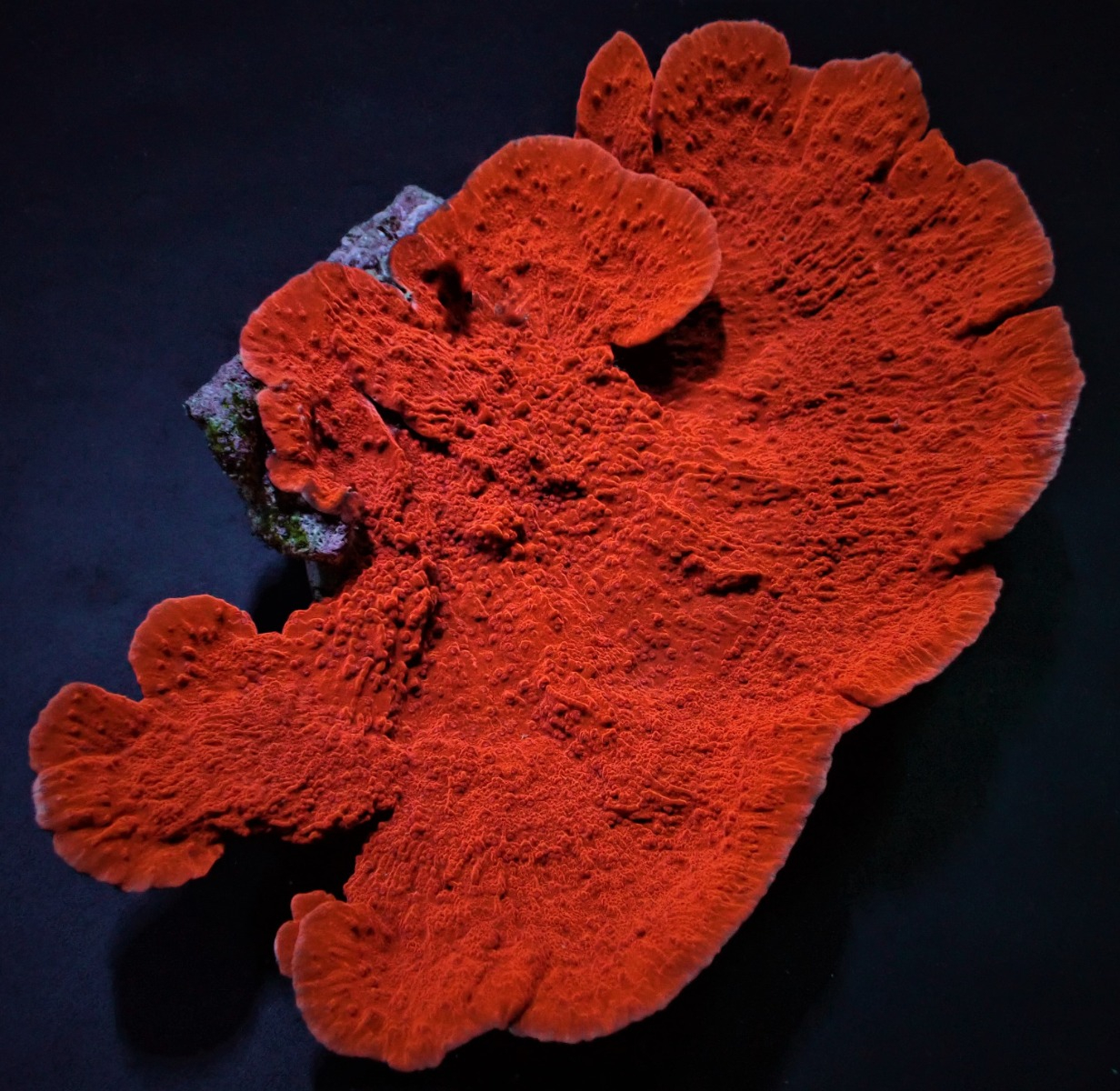 Montipora spp. (Laminar) (Orange-Red) | T