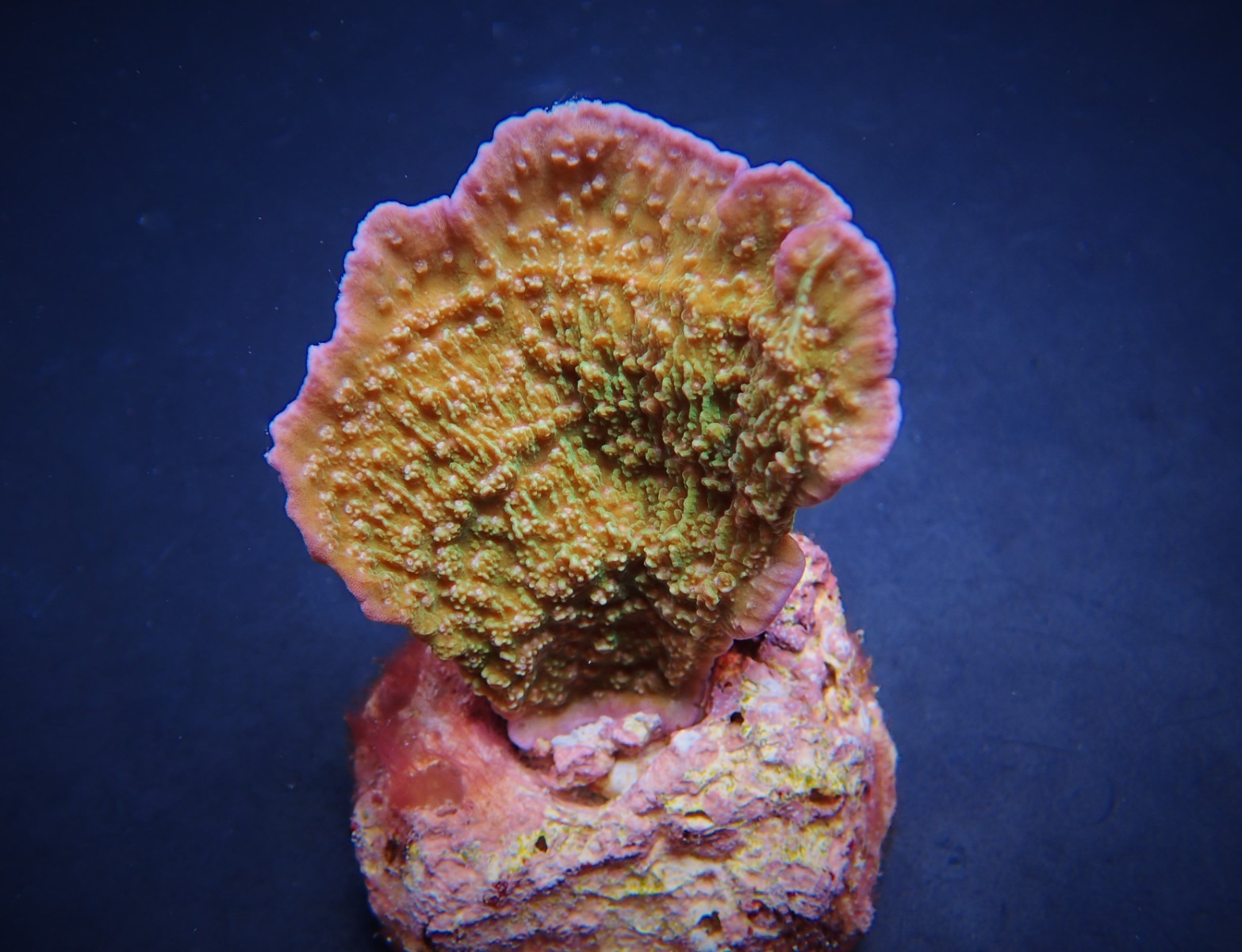 Montipora spp. (Laminar) (Pink Edge) (frag) | FRAG