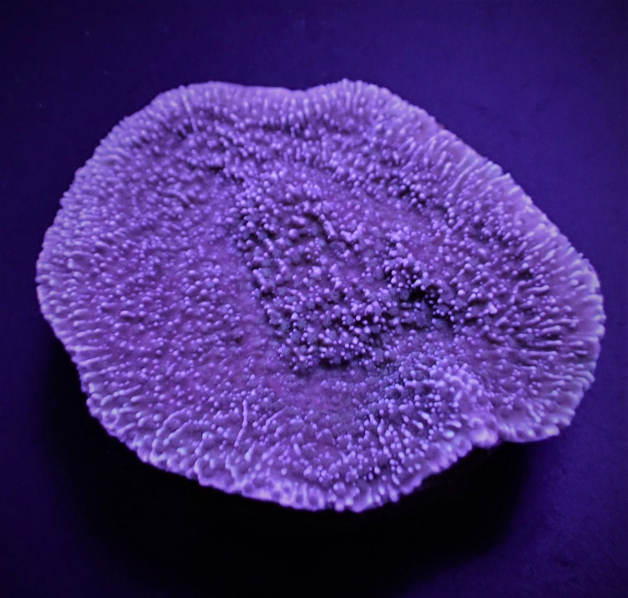 Montipora spp. (Laminar) (Purple-Blue) (frag) | FRAG