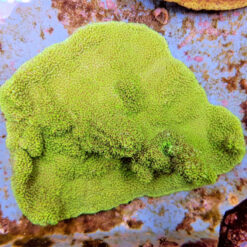 Montipora spp. (Premium) | XL