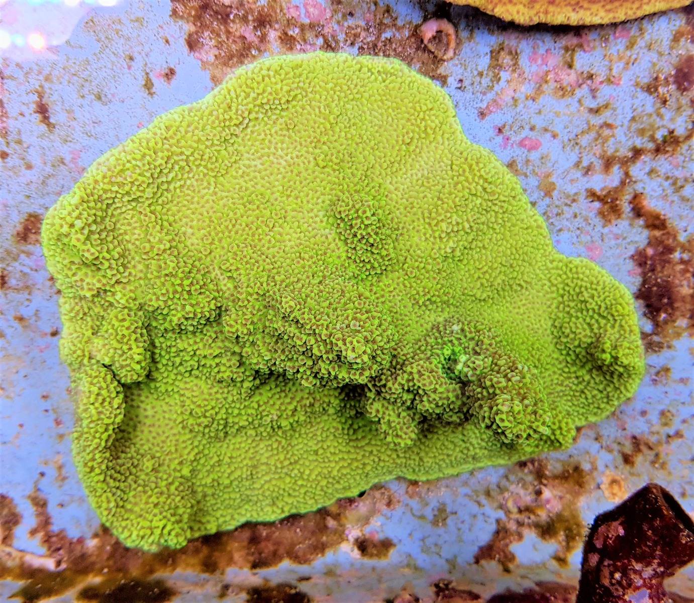 Montipora spp. (Premium) | L