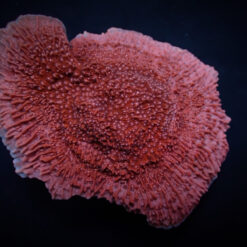 Montipora spp. (Snow Cap) | S