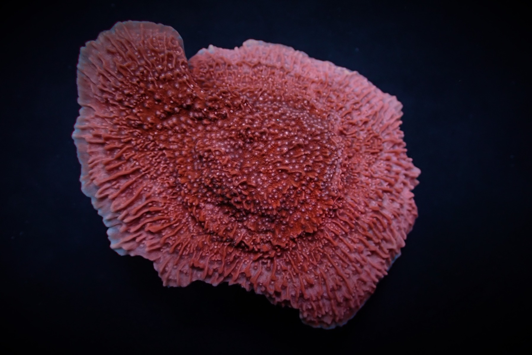 Montipora spp. (Snow Cap) | S