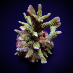 Montipora stellata | S