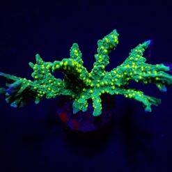 Montipora stellata (frag) | FRAG