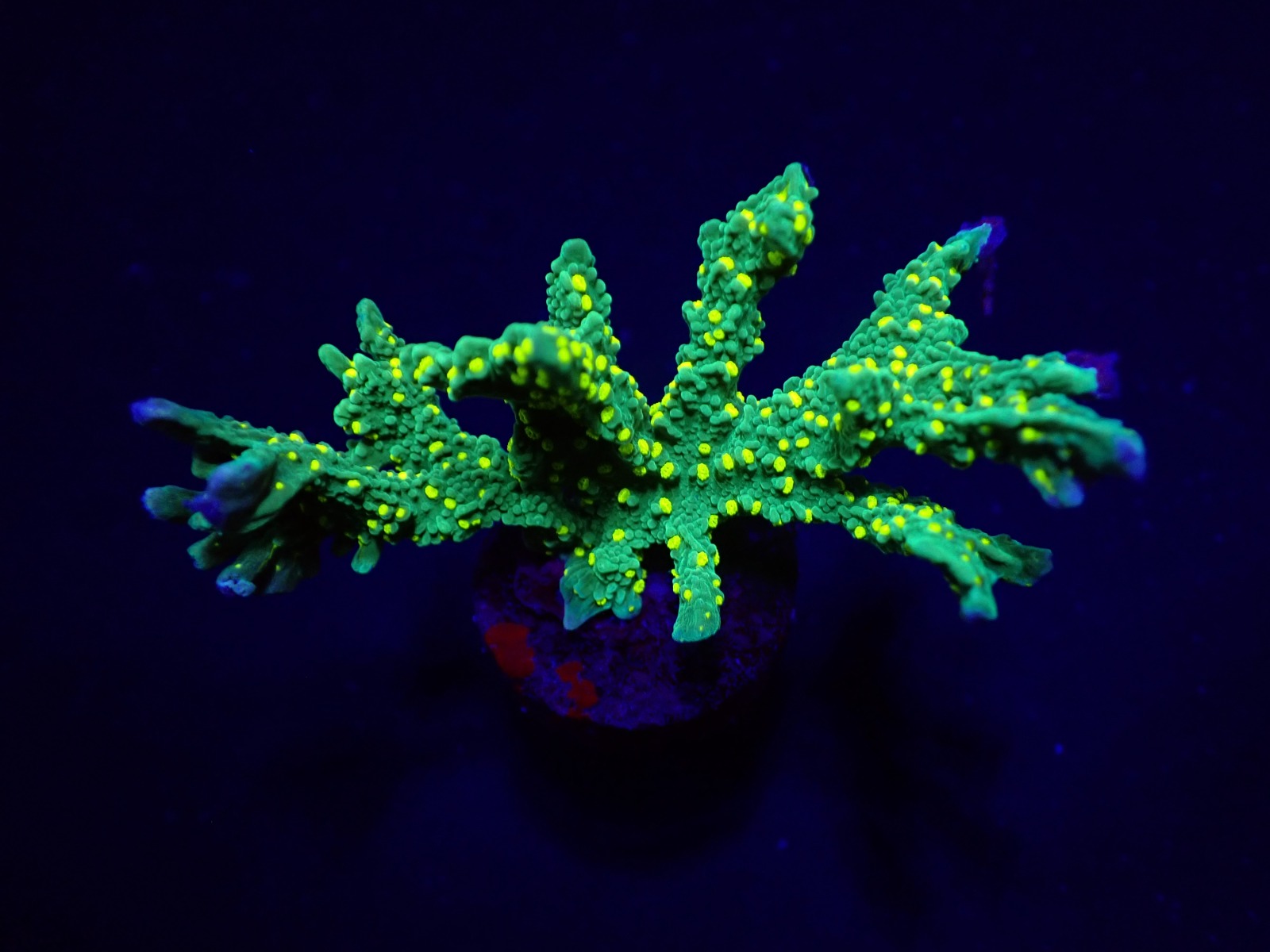Montipora stellata (frag) | FRAG