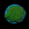 Montipora undata (frag) | FRAG