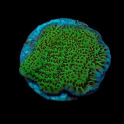 Montipora undata (frag) | FRAG