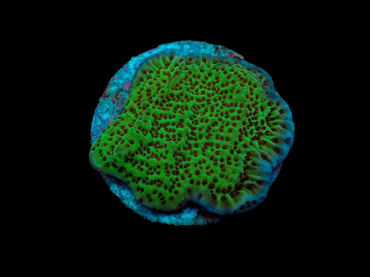 Montipora undata (frag) | FRAG