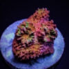 Mycedium spp. (Ultra) (frag)