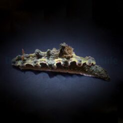 Nudibranch assorted | All sizes