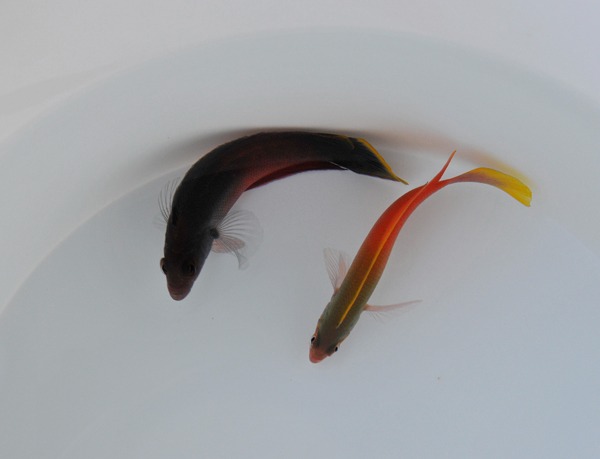 Ogilbyina novaehollandiae (female) | All sizes