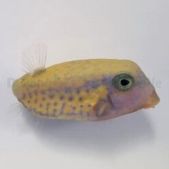 Ostracion cyanurus (female) | All sizes