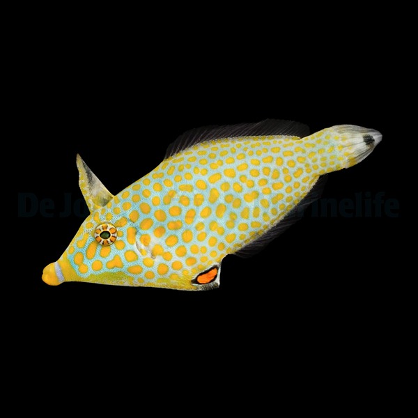 Oxymonacanthus halli (Red Sea) | All sizes