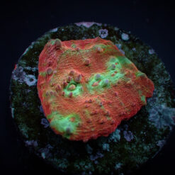 Oxypora spp. (Premium) (frag) | FRAG